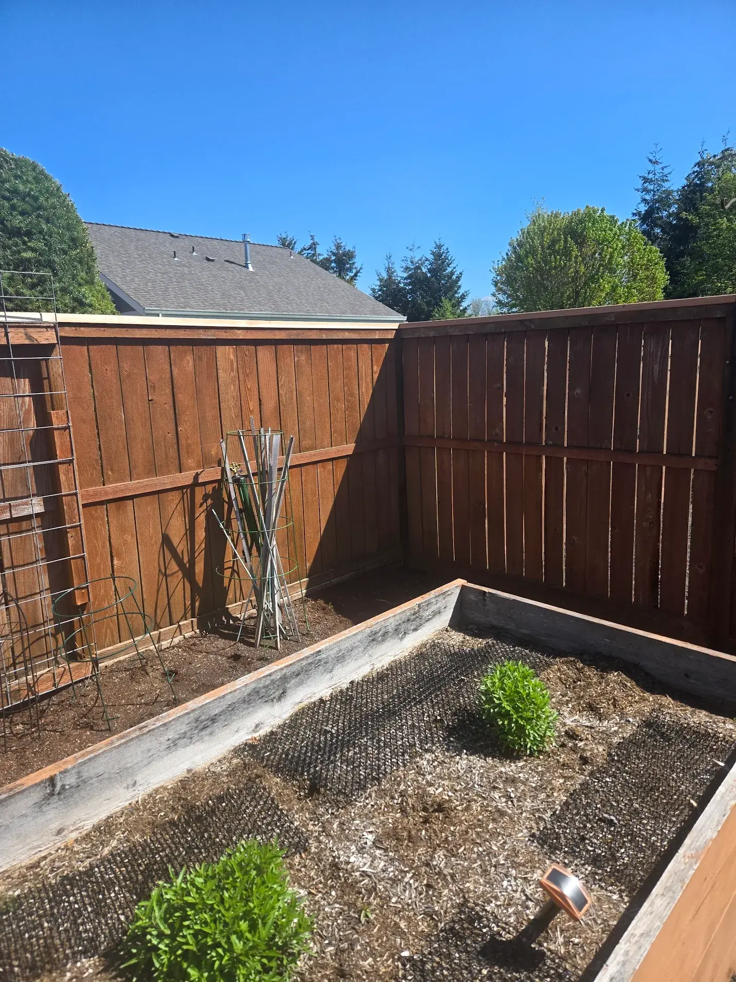 Corner of a cedar fence with midline wooden horizontal piece and fence cap along top.  Showing one post to the left.Raised bed in foreground with one small green shrub.